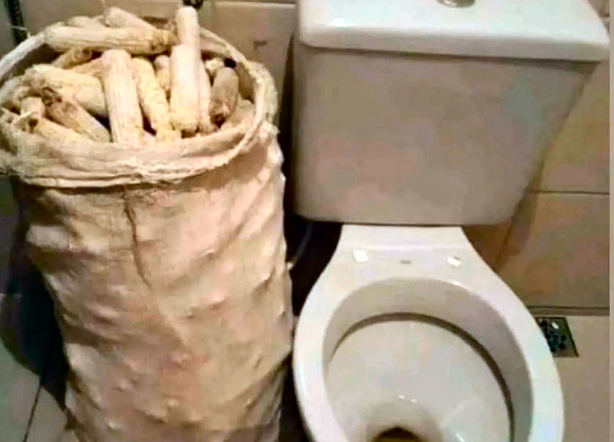 Sabugos, cascas de coco, jornal e 'tersório': as alternativas ao papel higiênico antes dele existir