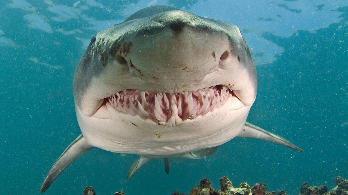 A histria espantosa do tubaro de um aqurio que cuspiu um brao humano intacto