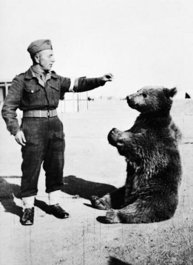 Voytek, o urso que se alistou no exrcito polons