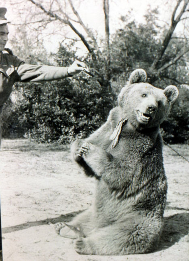Voytek, o urso que se alistou no exrcito polons