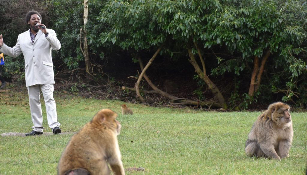 Zoo contrata imitador de Marvin Gaye para ajudar macacos ameaçados de extinção