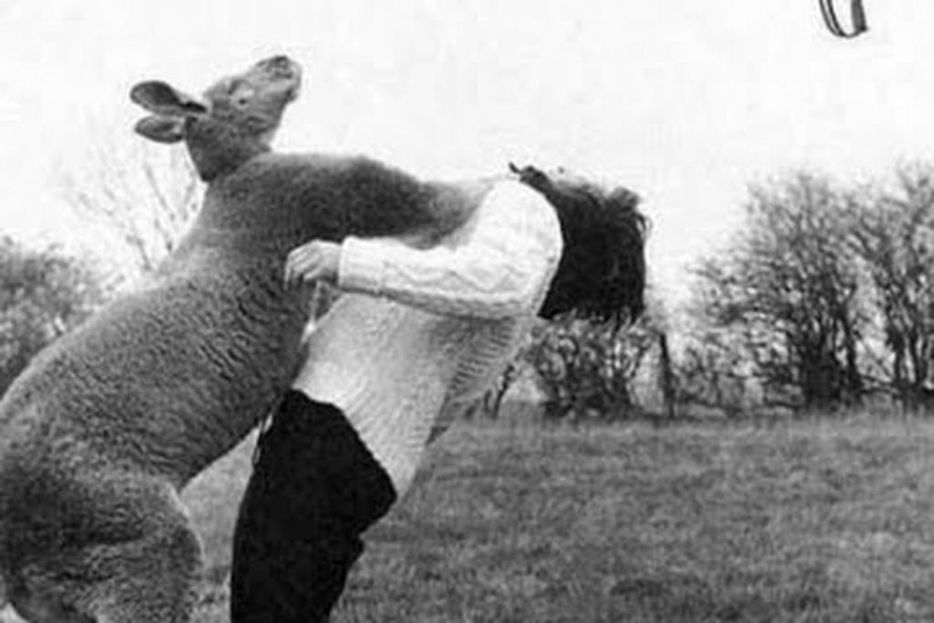 A história do canguru atingindo um fotógrafo por tentar fotografá-lo