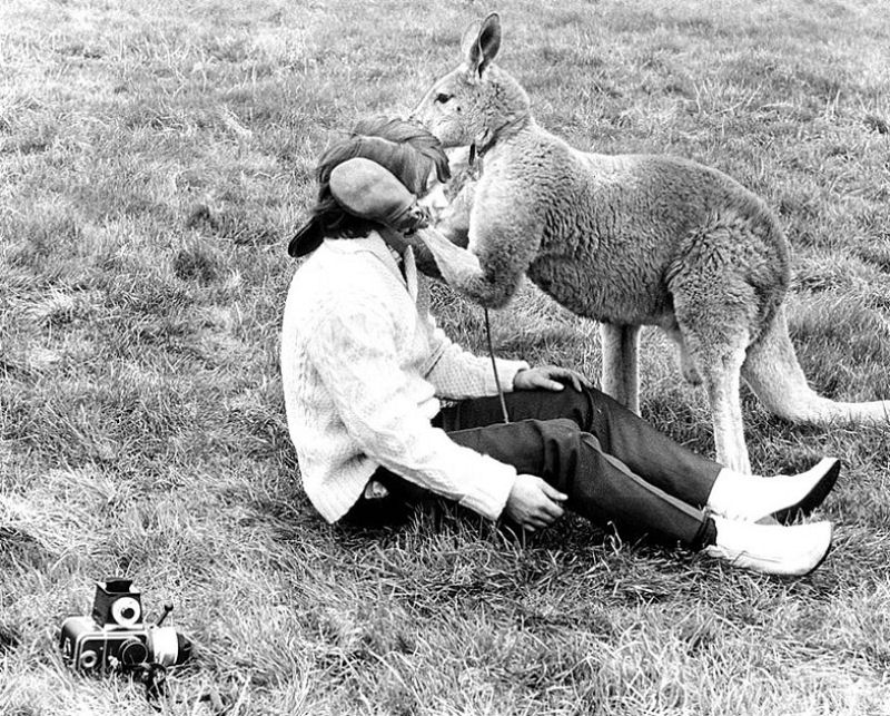 A história do canguru atingindo um fotógrafo por tentar fotografá-lo