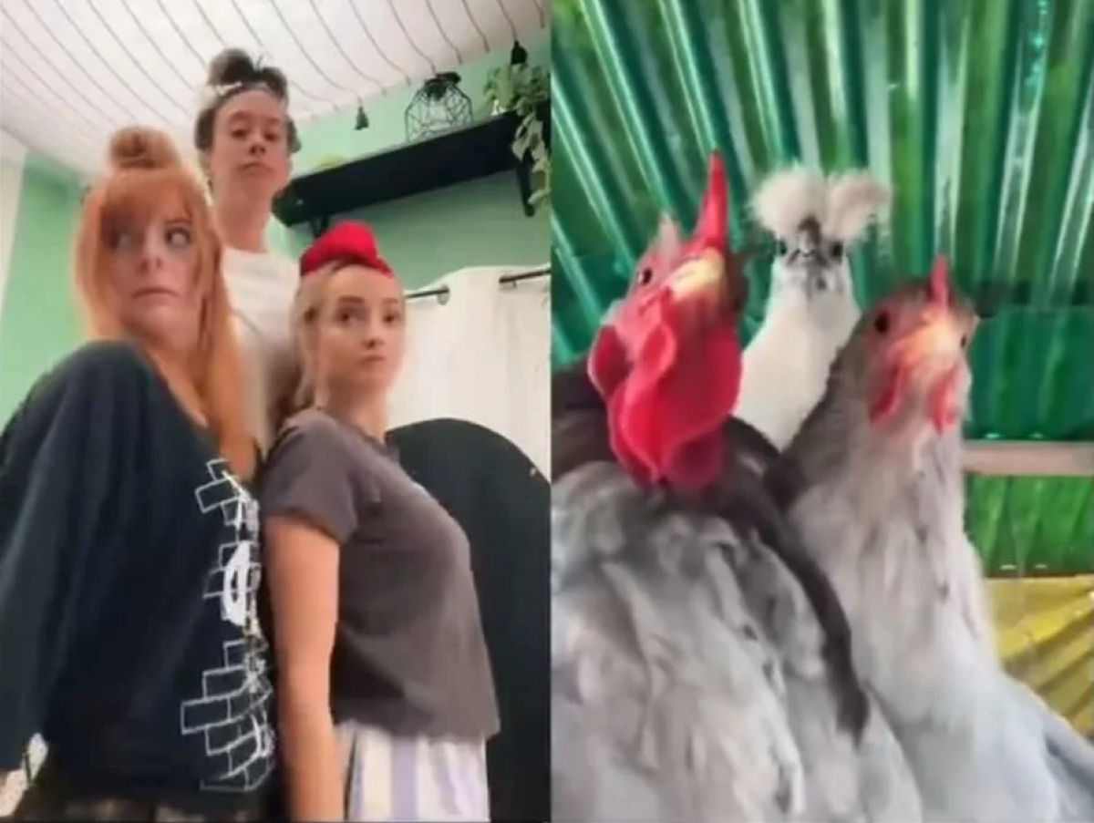 A dana da galinha agora  viral da rede