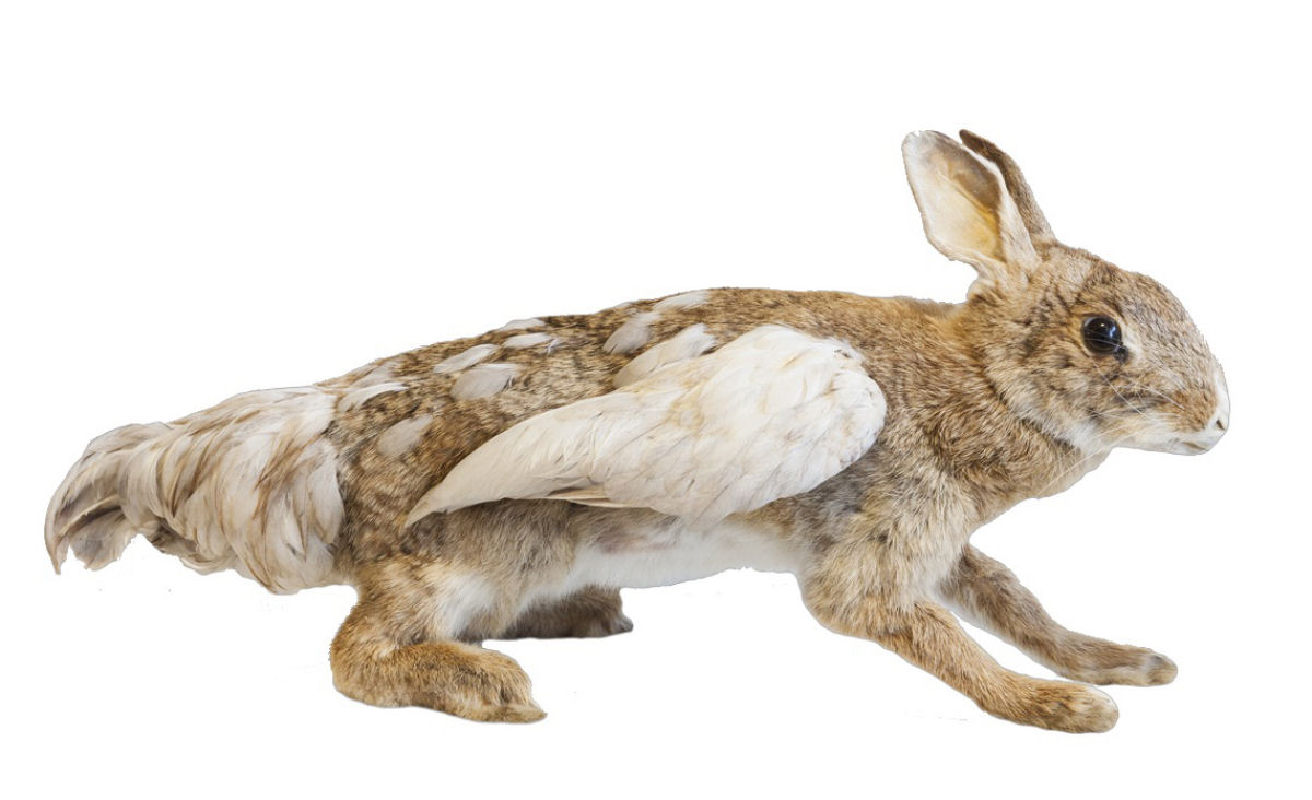A farsa do 'flabbit', o coelho voador australiano