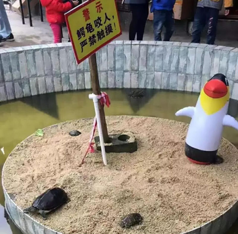 O zoolgico mais lamentvel do mundo em Yulin, na China, exibe Pinguins inflveis e galinhas 05