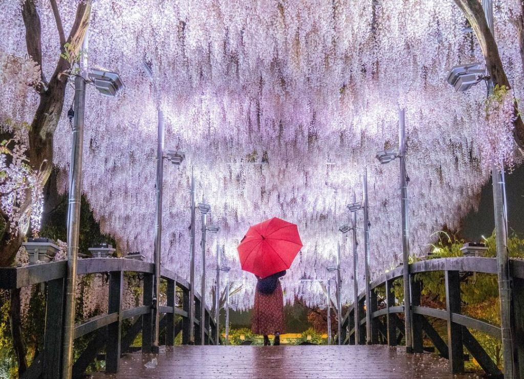 O requintado tnel de glicnias em cascata, no Japo 