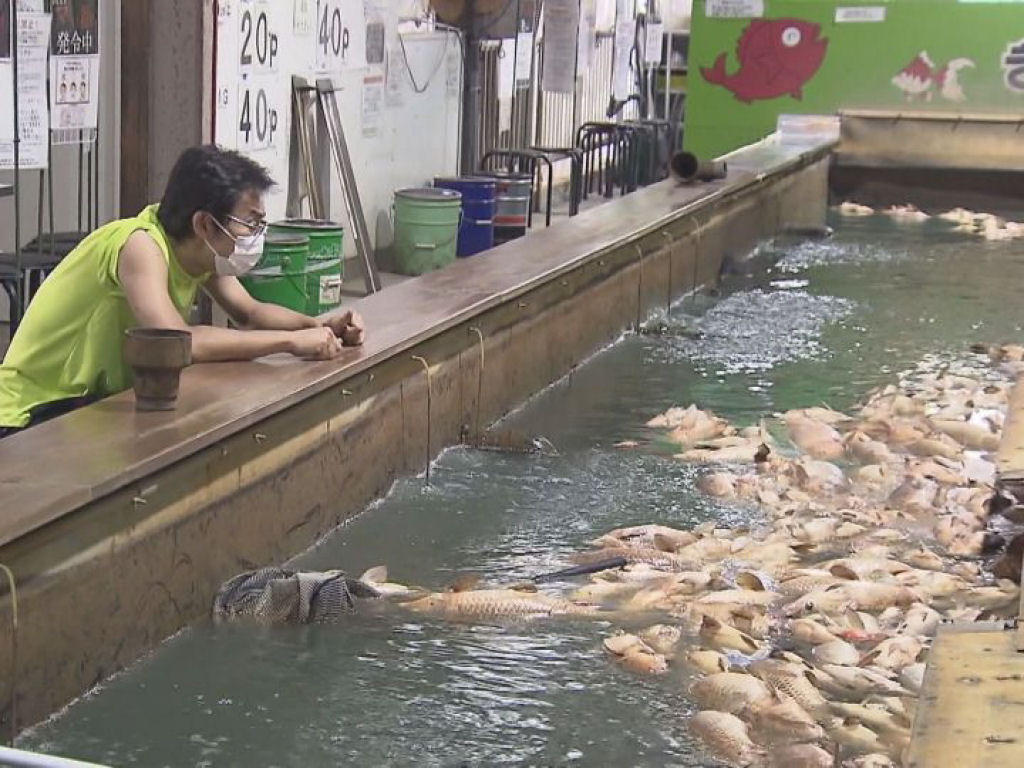 Dono de pesque-pague no Japão chora após 3.000 peixes morrerem em assalto