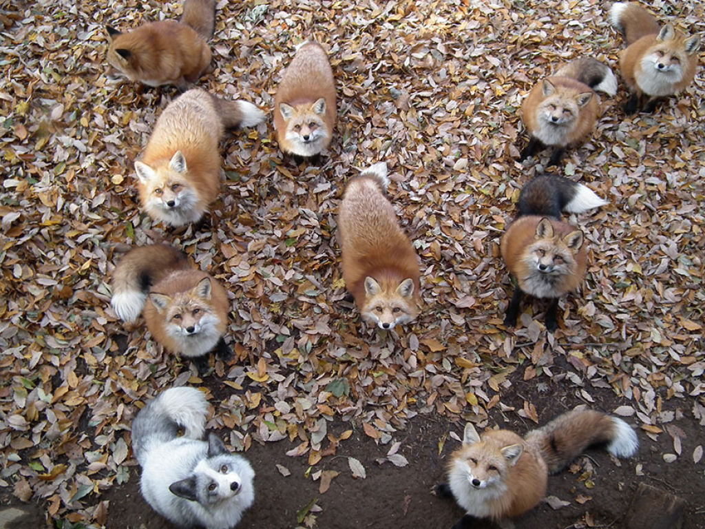 Este santurio para raposas no Japo  um dos lugares mais adorveis do planeta 01