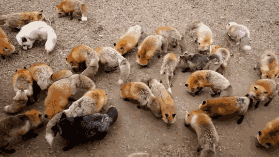 Este santurio para raposas no Japo  um dos lugares mais adorveis do planeta 04