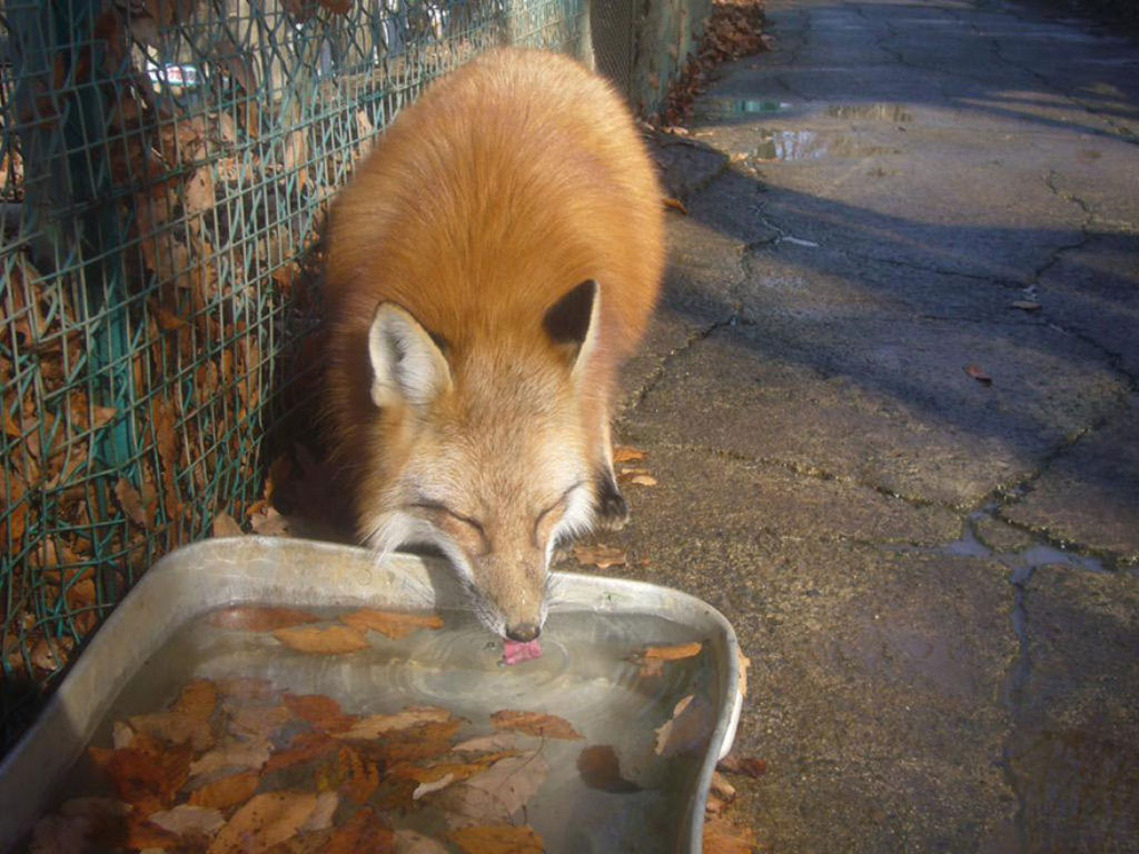 Este santurio para raposas no Japo  um dos lugares mais adorveis do planeta 08