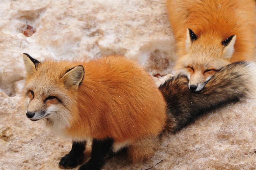 Este santurio para raposas no Japo  um dos lugares mais adorveis do planeta 09