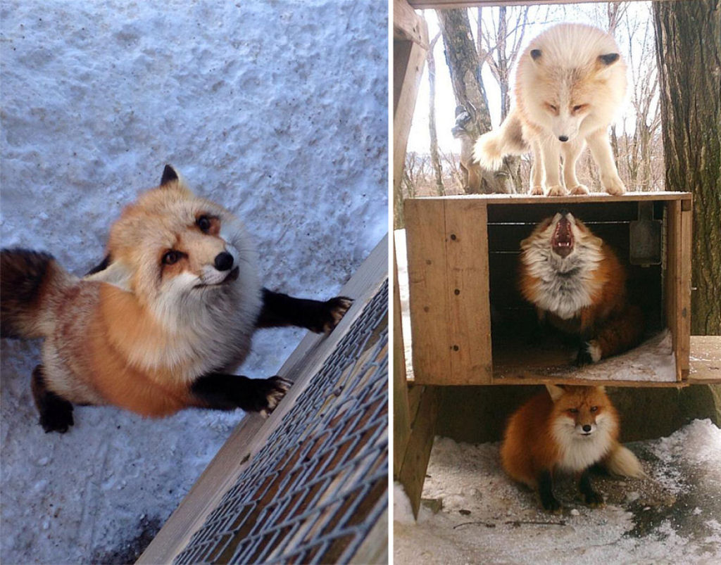 Este santurio para raposas no Japo  um dos lugares mais adorveis do planeta 10
