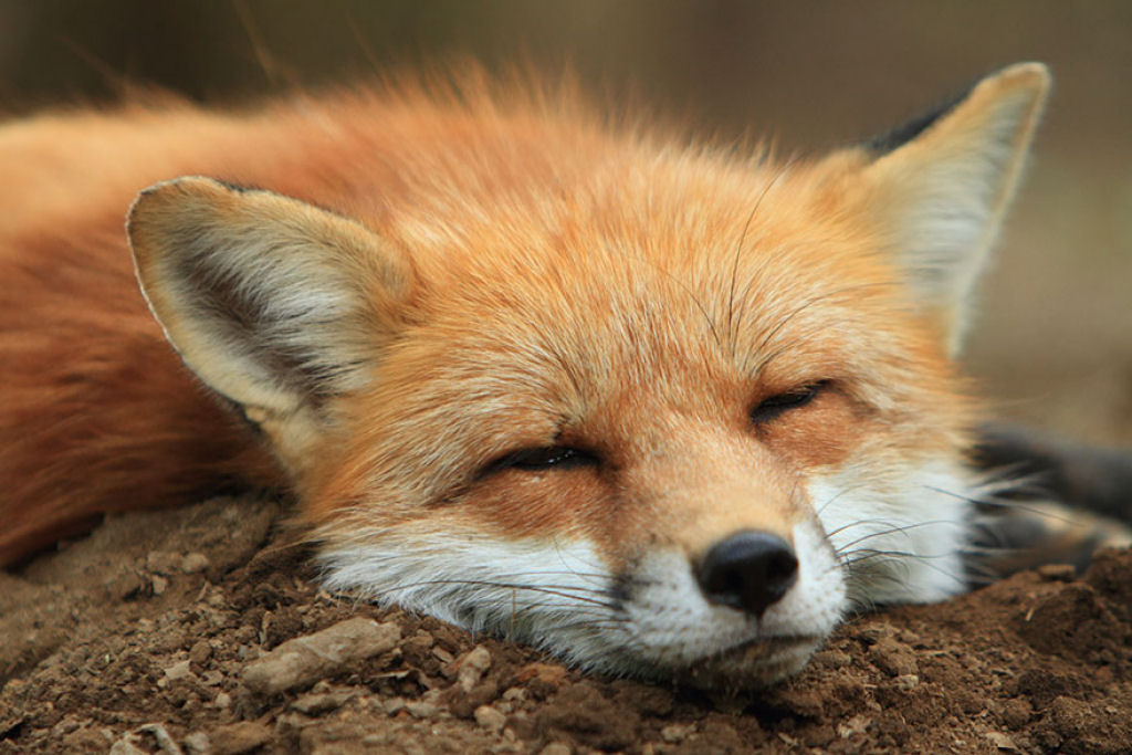 Este santurio para raposas no Japo  um dos lugares mais adorveis do planeta 11