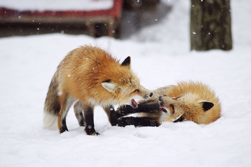 Este santurio para raposas no Japo  um dos lugares mais adorveis do planeta 12