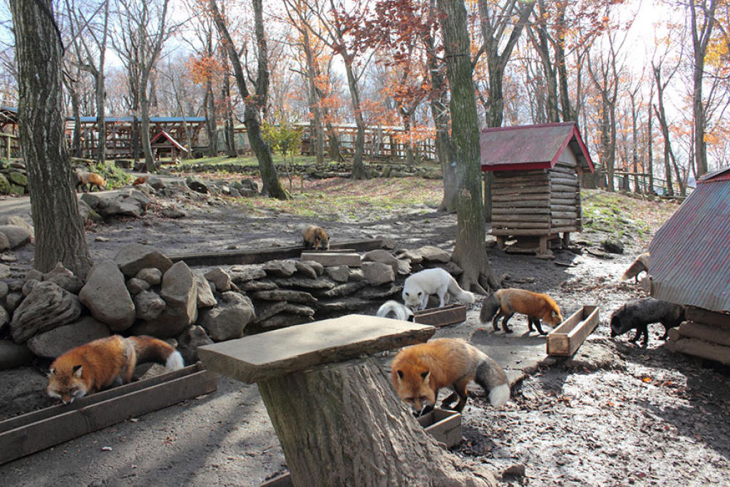 Este santurio para raposas no Japo  um dos lugares mais adorveis do planeta 13