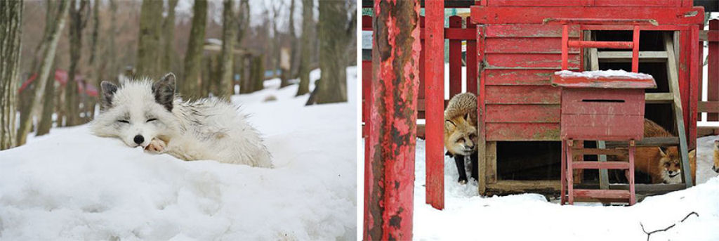 Este santurio para raposas no Japo  um dos lugares mais adorveis do planeta 14