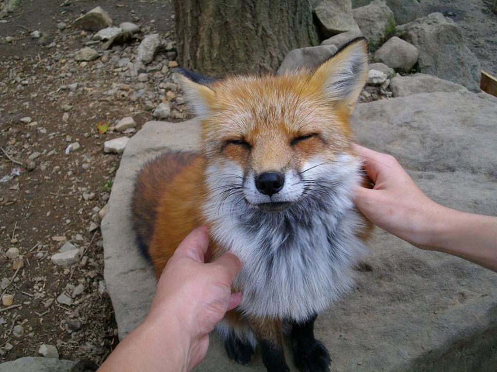 Este santurio para raposas no Japo  um dos lugares mais adorveis do planeta 15