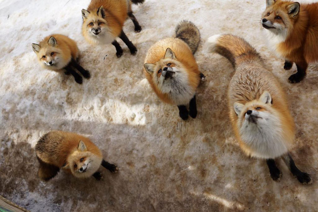 Este santurio para raposas no Japo  um dos lugares mais adorveis do planeta 16