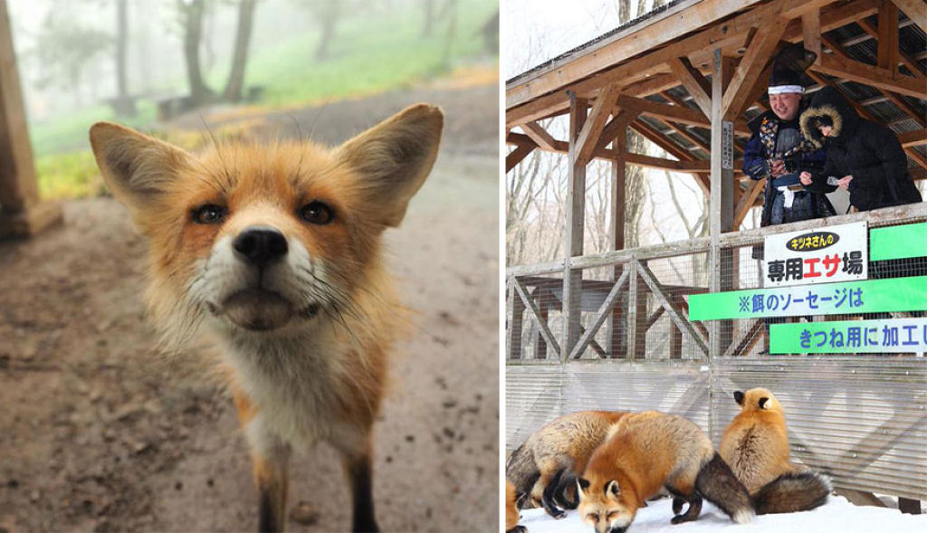 Este santurio para raposas no Japo  um dos lugares mais adorveis do planeta 18