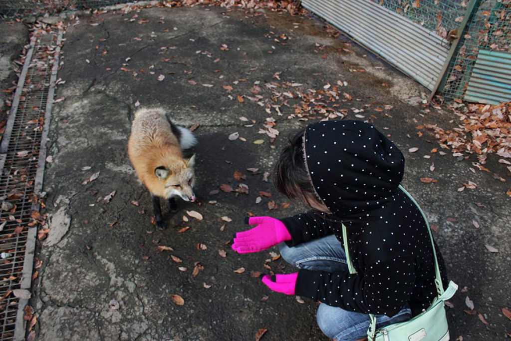 Este santurio para raposas no Japo  um dos lugares mais adorveis do planeta 19
