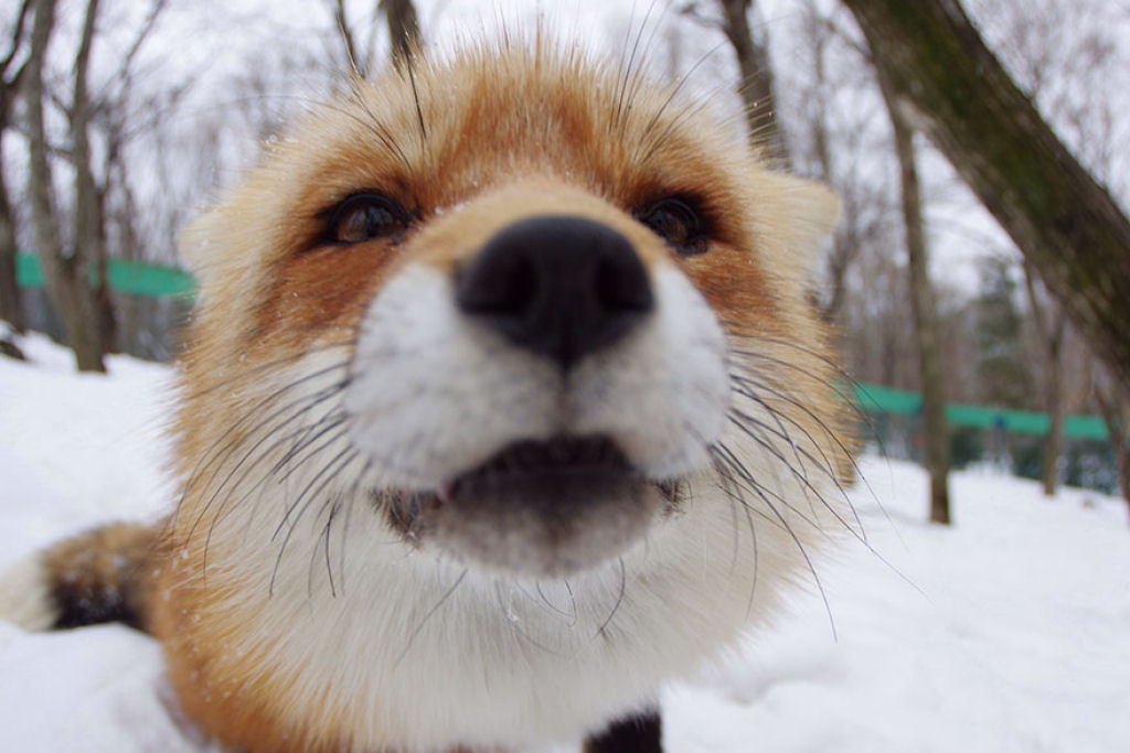 Este santurio para raposas no Japo  um dos lugares mais adorveis do planeta 20