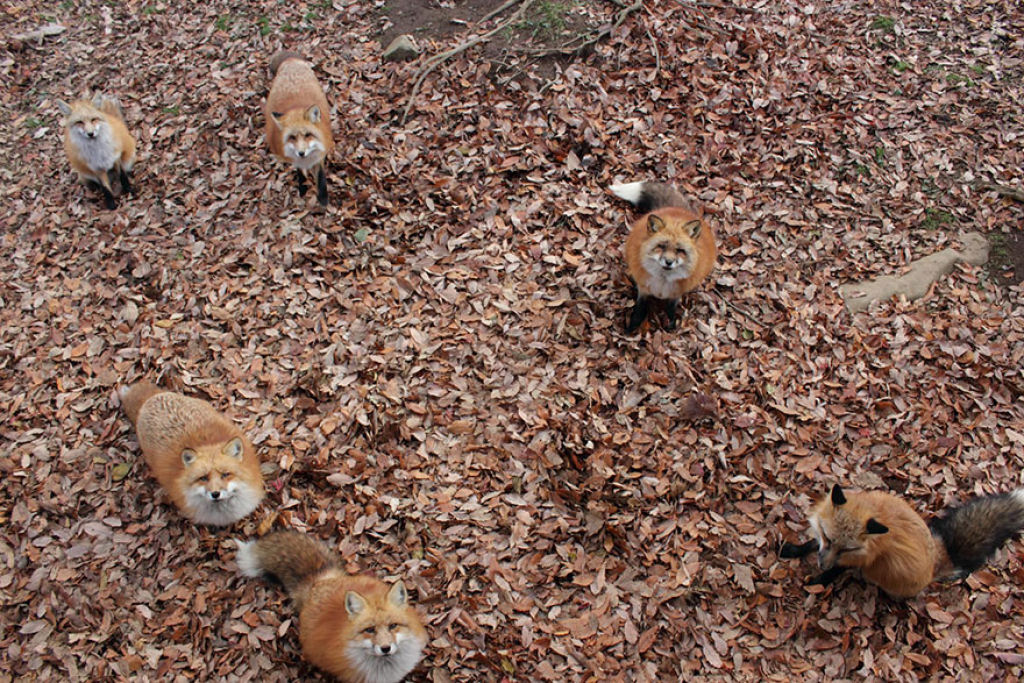 Este santurio para raposas no Japo  um dos lugares mais adorveis do planeta 21