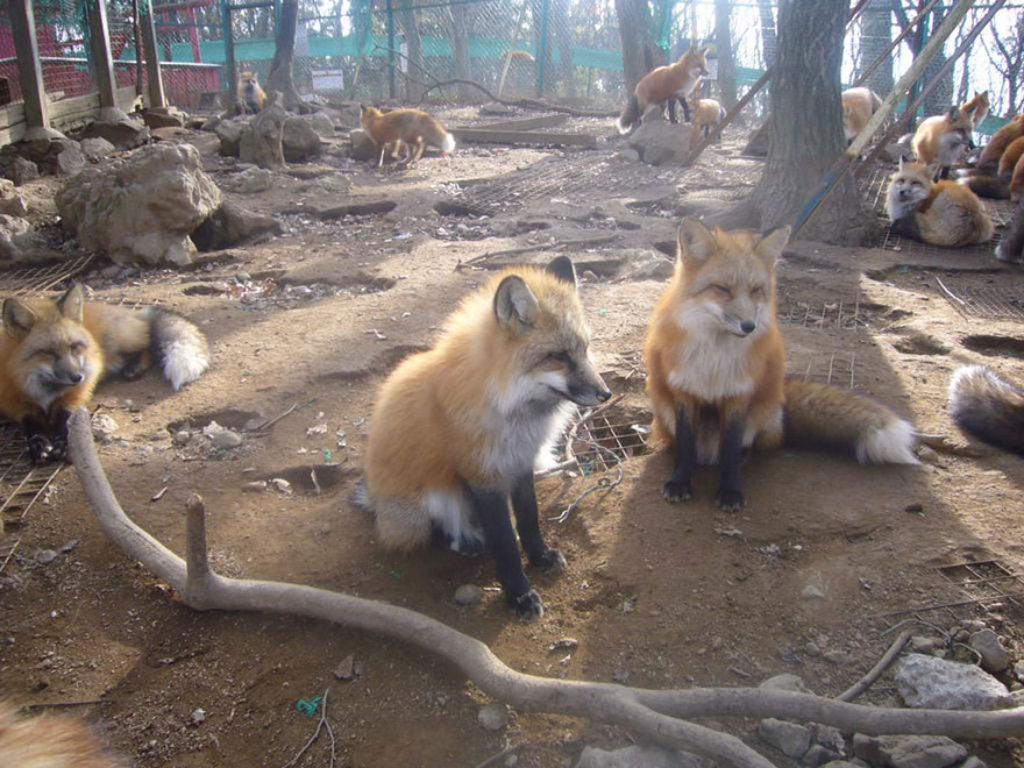Este santurio para raposas no Japo  um dos lugares mais adorveis do planeta 23
