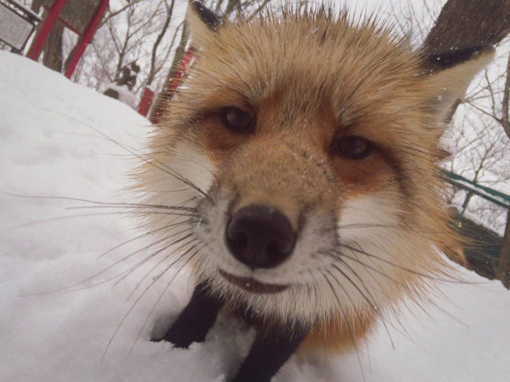 Este santurio para raposas no Japo  um dos lugares mais adorveis do planeta 24