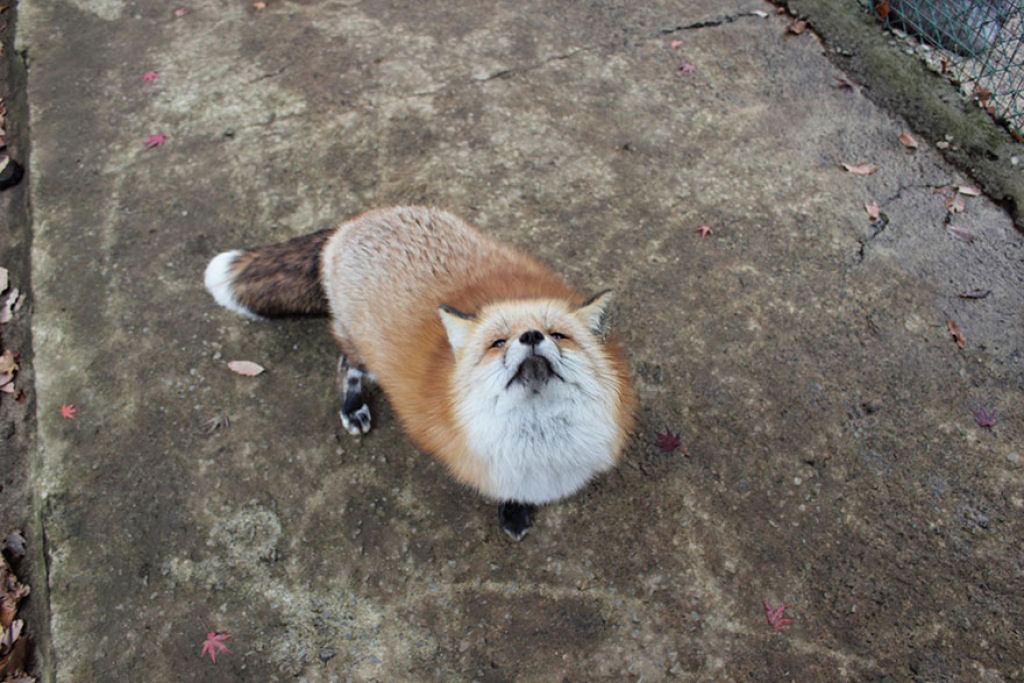 Este santurio para raposas no Japo  um dos lugares mais adorveis do planeta 26