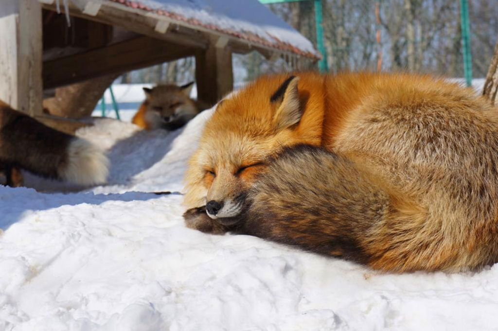 Este santurio para raposas no Japo  um dos lugares mais adorveis do planeta 27