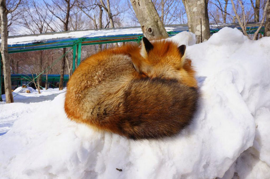 Este santurio para raposas no Japo  um dos lugares mais adorveis do planeta 28