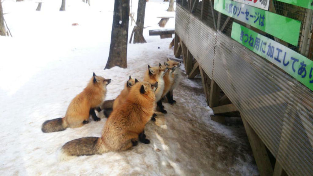 Este santurio para raposas no Japo  um dos lugares mais adorveis do planeta 29