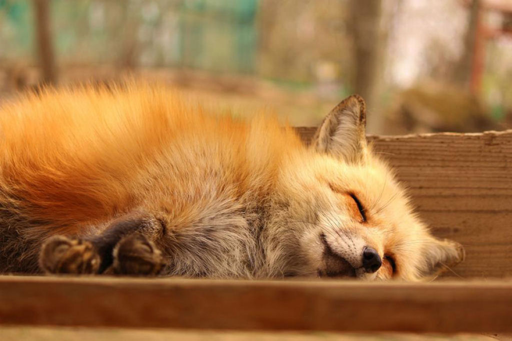 Este santurio para raposas no Japo  um dos lugares mais adorveis do planeta 30