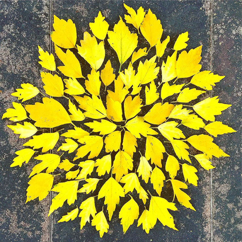 Japoneses fazem arte com folhas caídas do outono 14