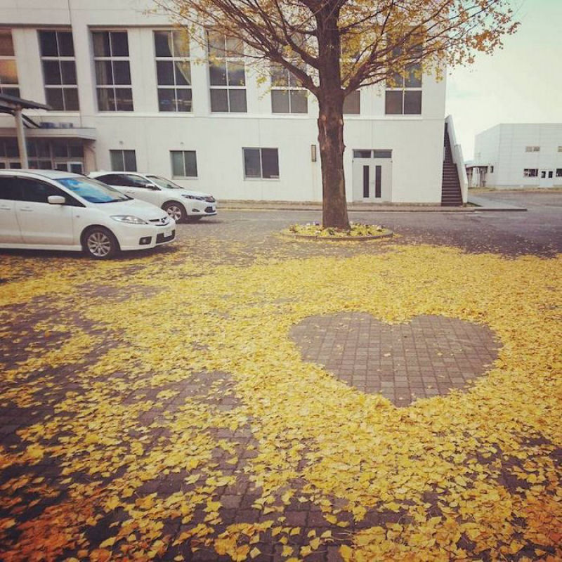 Japoneses fazem arte com folhas caídas do outono 17