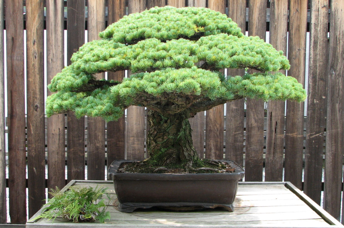 Bonsai de 392 anos sobreviveu  Hiroshima e ainda floresce hoje