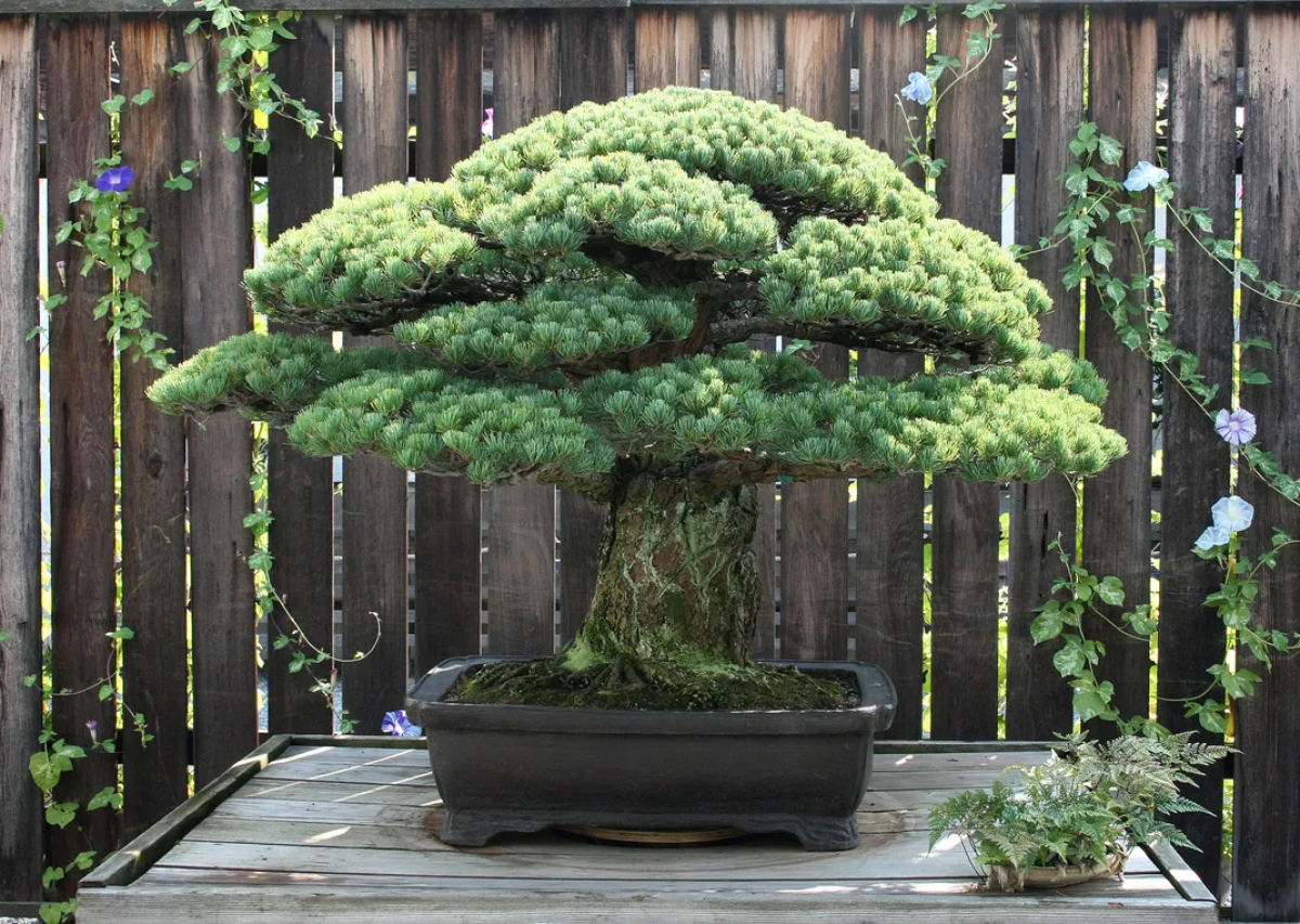 Bonsai de 392 anos sobreviveu  Hiroshima e ainda floresce hoje