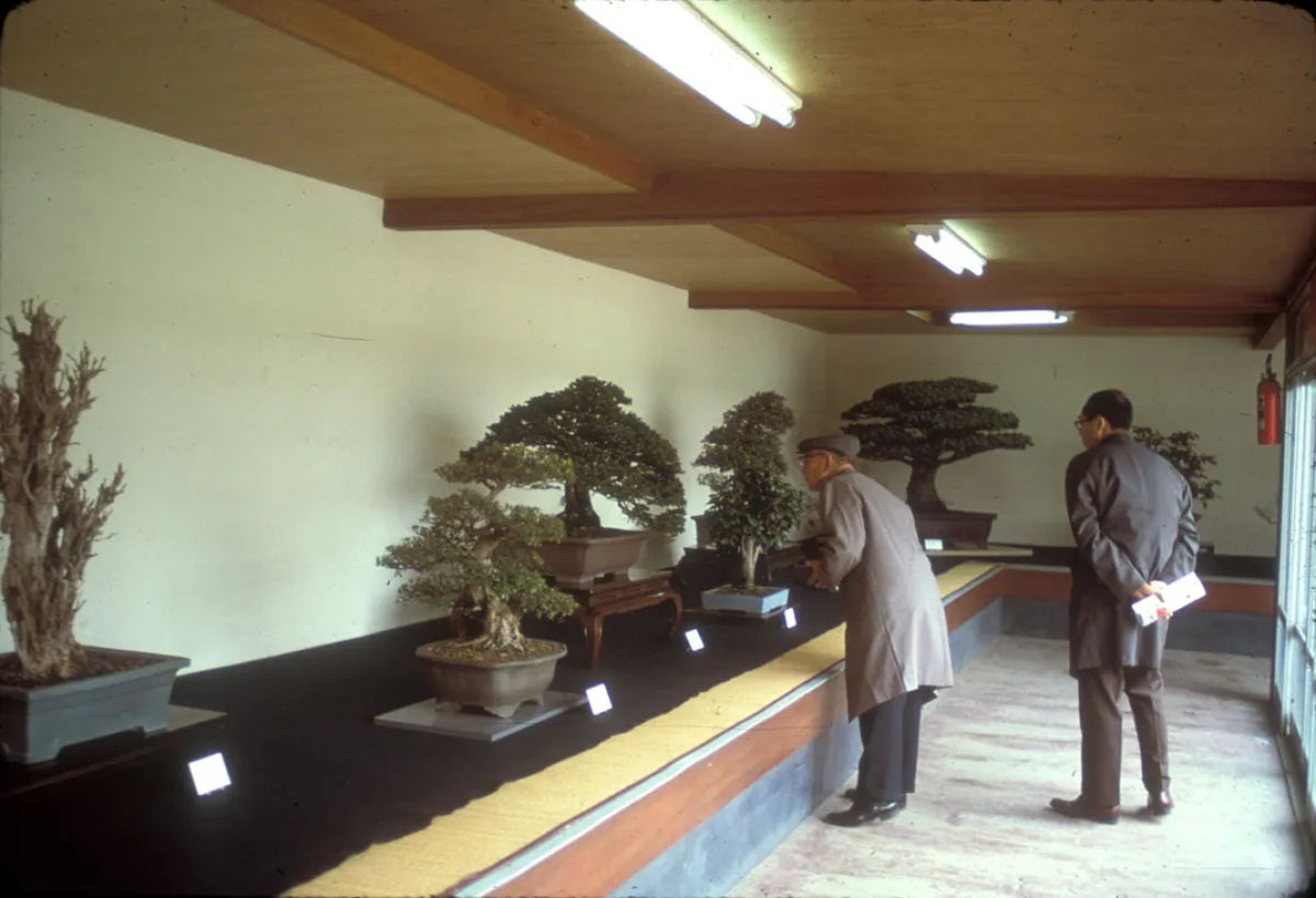 Bonsai de 392 anos sobreviveu  Hiroshima e ainda floresce hoje