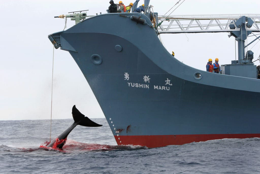 Uma brecha legal permite aos japoneses caar centenas de baleias grvidas com a desculpa de pesquisa cientfica