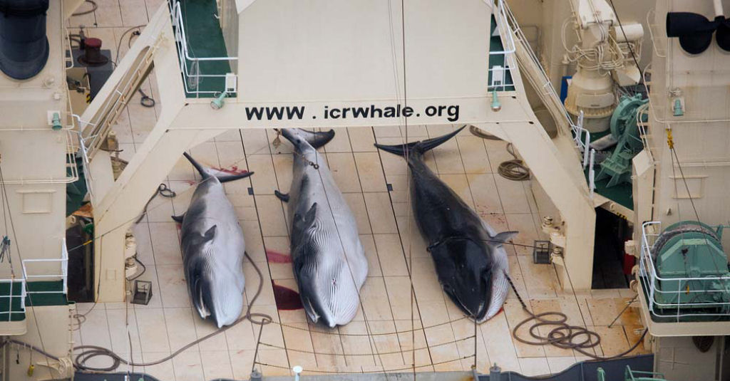 Uma brecha legal permite aos japoneses caar centenas de baleias grvidas com a desculpa de pesquisa cientfica