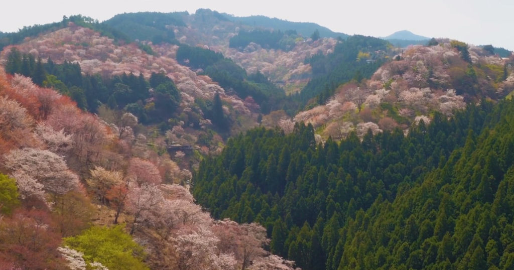 O magnífico espetáculo da florescência das cerejeiras no Japão em um time-lapse gravado com drones