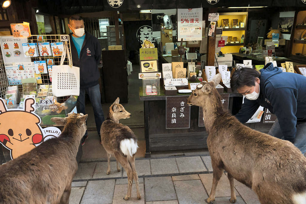 Pouco a pouco, os cervos de Nara, no Japão, vão tomando as ruas ante o isolamento pelo coronavírus 01