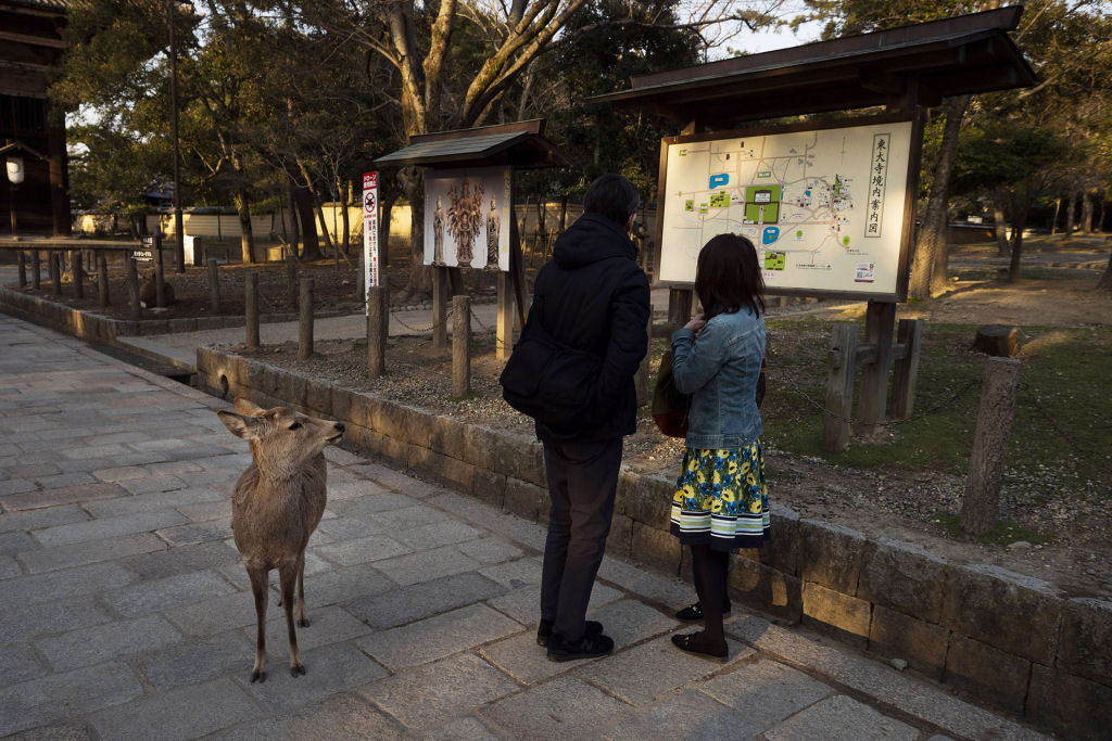 Pouco a pouco, os cervos de Nara, no Japão, vão tomando as ruas ante o isolamento pelo coronavírus 03