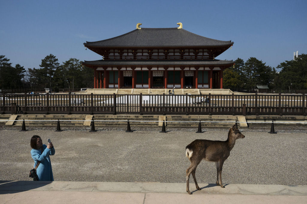 Pouco a pouco, os cervos de Nara, no Japão, vão tomando as ruas ante o isolamento pelo coronavírus 04