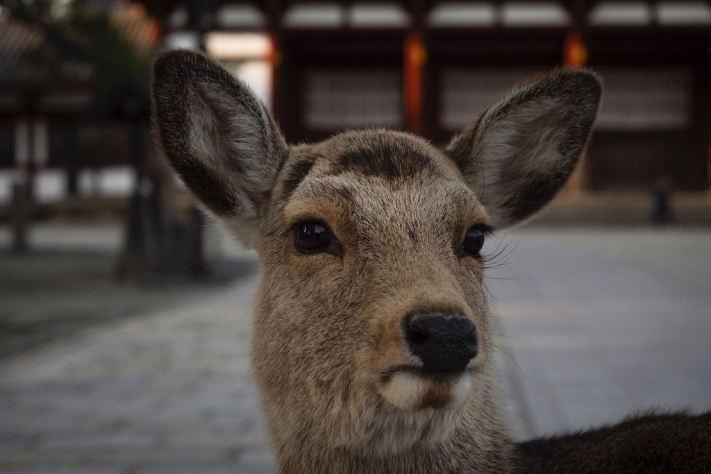 Pouco a pouco, os cervos de Nara, no Japão, vão tomando as ruas ante o isolamento pelo coronavírus 06