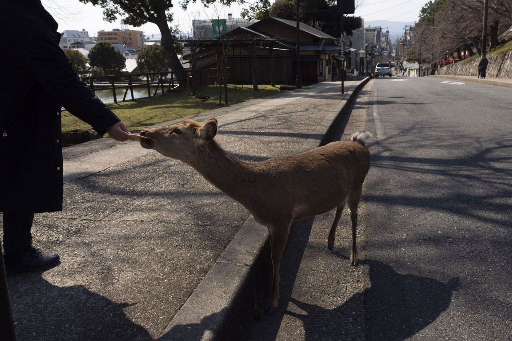 Pouco a pouco, os cervos de Nara, no Japão, vão tomando as ruas ante o isolamento pelo coronavírus 07