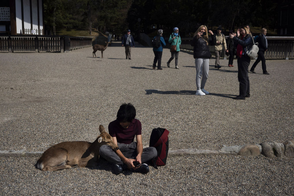 Pouco a pouco, os cervos de Nara, no Japão, vão tomando as ruas ante o isolamento pelo coronavírus 08