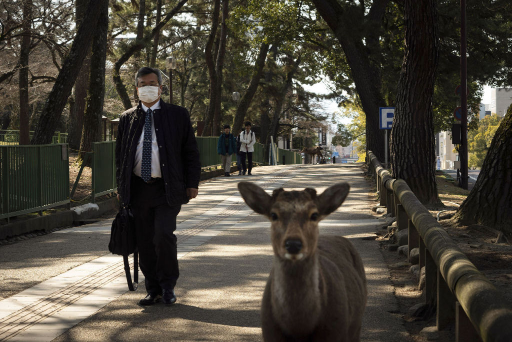 Pouco a pouco, os cervos de Nara, no Japão, vão tomando as ruas ante o isolamento pelo coronavírus 09