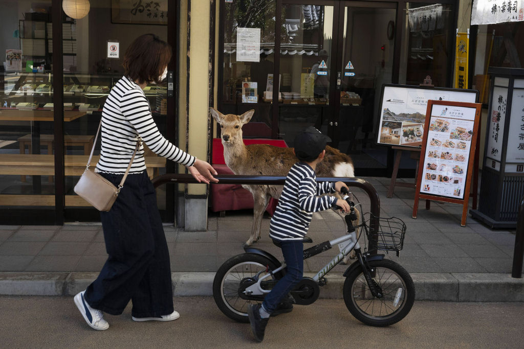 Pouco a pouco, os cervos de Nara, no Japão, vão tomando as ruas ante o isolamento pelo coronavírus 10